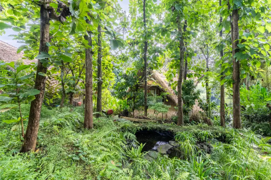 Thatched-roof villa nestled among trees beside a small pond