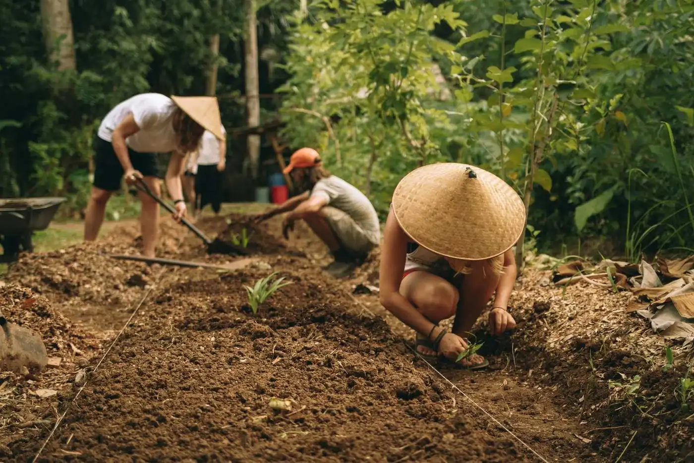 Organic Living